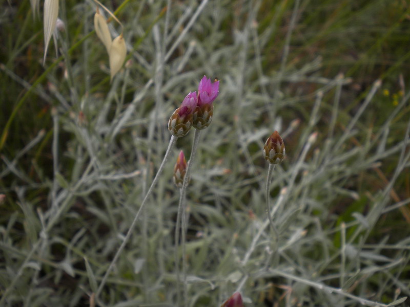 Xeranthemum cylindraceum / Perpetuini piccoli