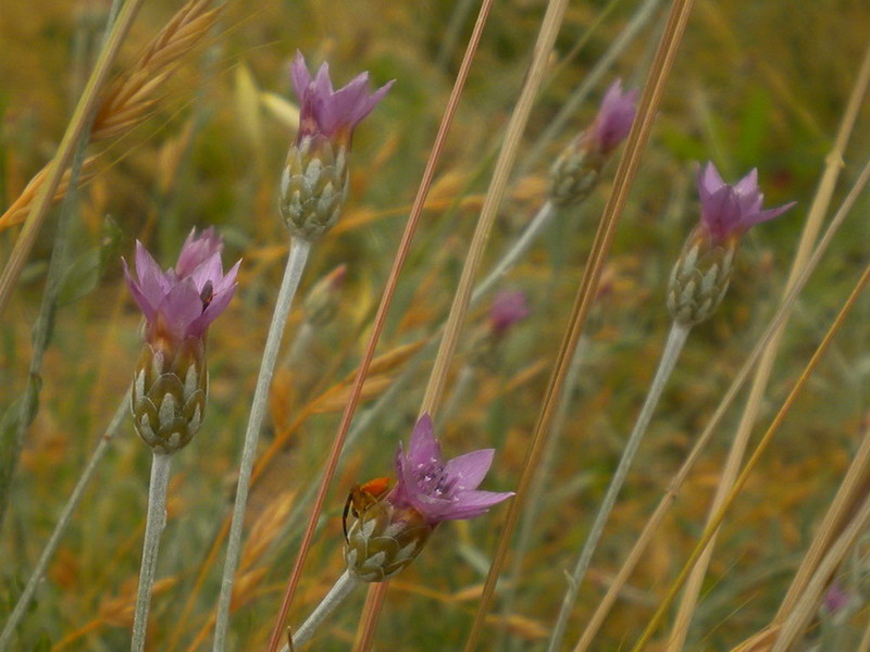 Xeranthemum cylindraceum / Perpetuini piccoli