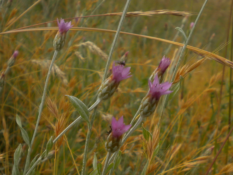 Xeranthemum cylindraceum / Perpetuini piccoli