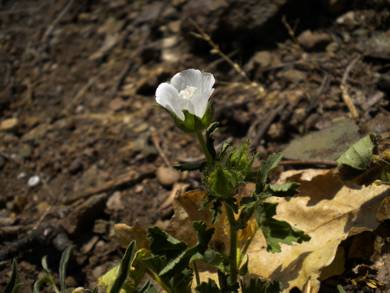 Althaea hirsuta