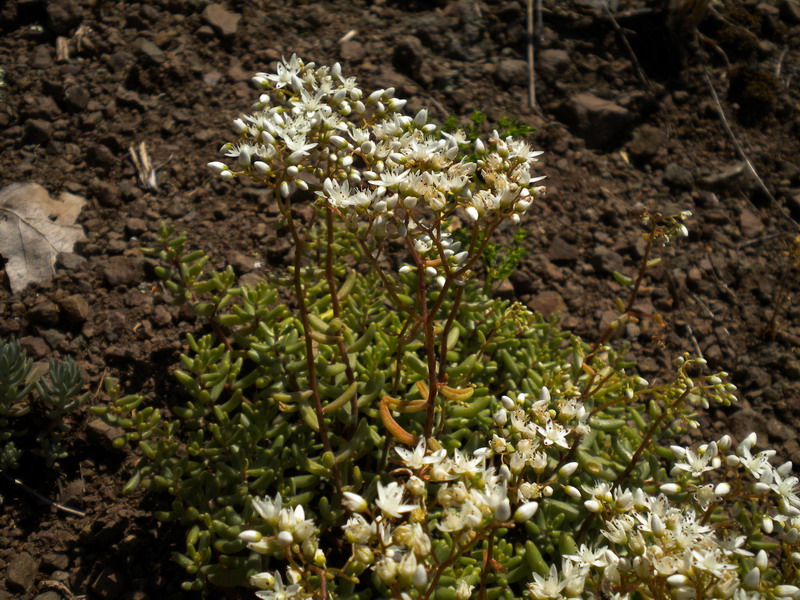 Sedum album