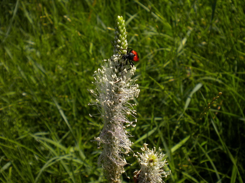 Piccolo e rosso: Stictoleptura cordigera