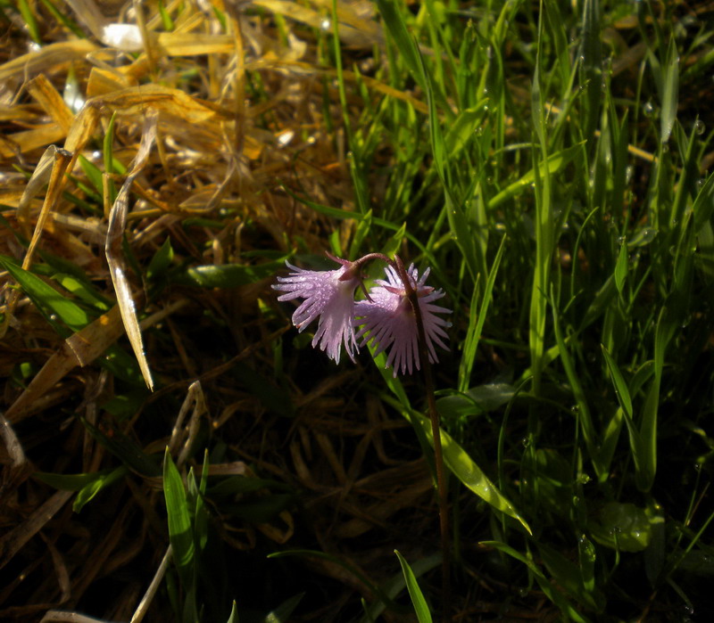 Soldanella alpina in Appennino