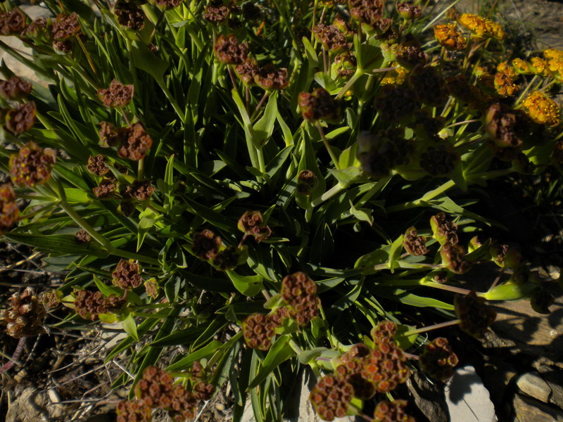 Bupleurum ranunculoides / Buplero ranuncoloide