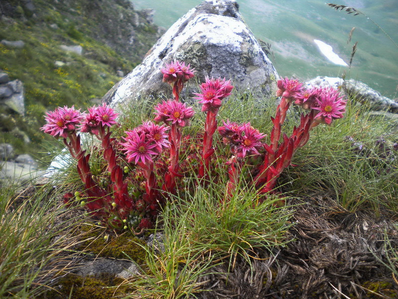 Sempervivum montanum