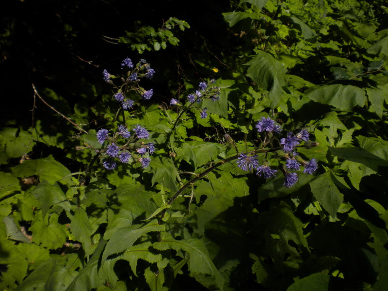 Cicerbita alpina / Lattuga alpina