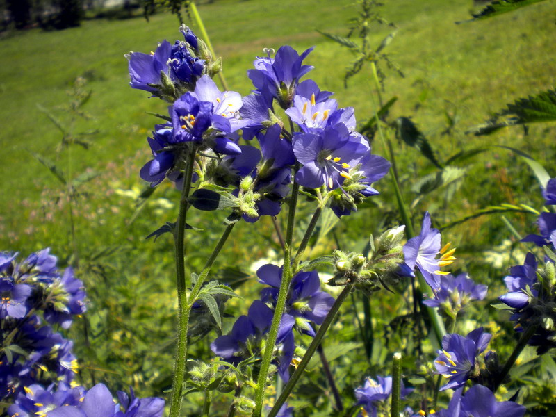 Polemonium caeruleum / Polemonio ceruleo