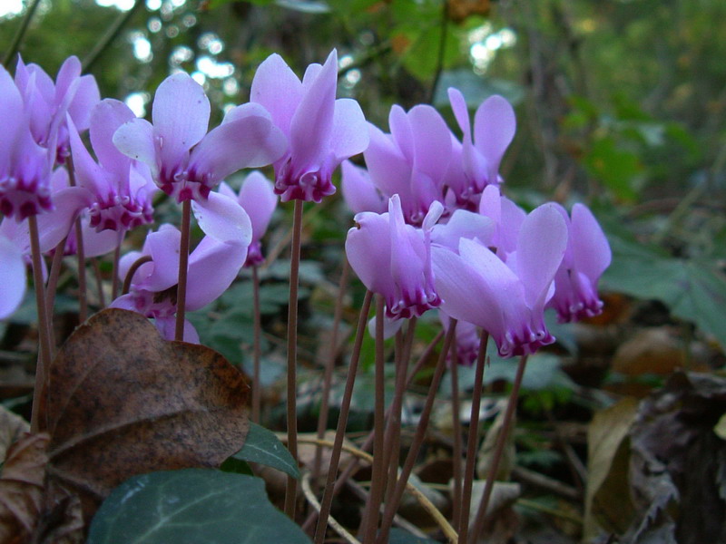 Cyclamen hederifolium