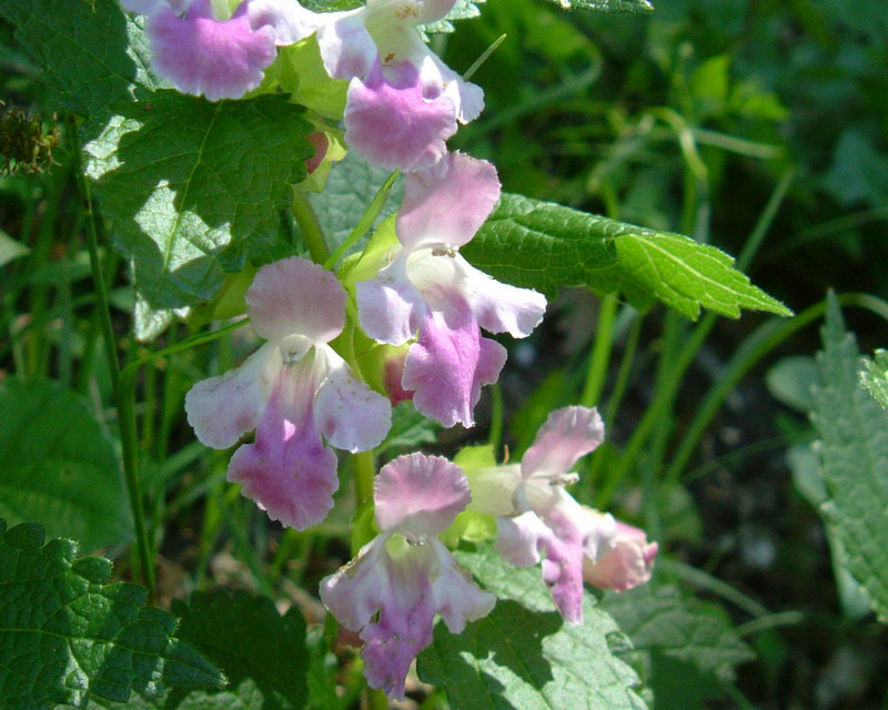 Melittis melissophyllum / Erba limona comune