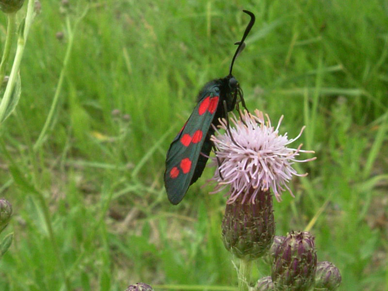 Zygaena filipendulae