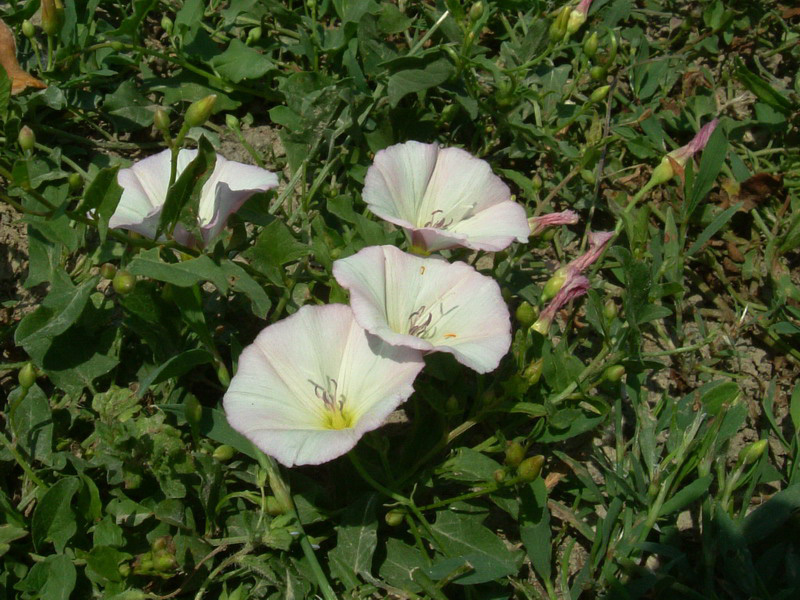 Convolvulus arvensis / Vilucchio comune