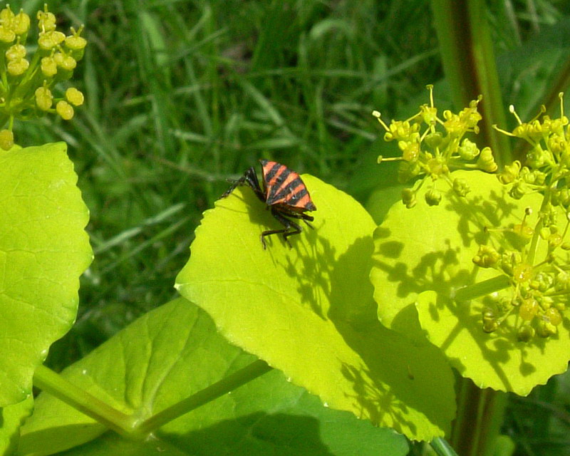 Cercopis vulnerata e Graphosoma lineatum