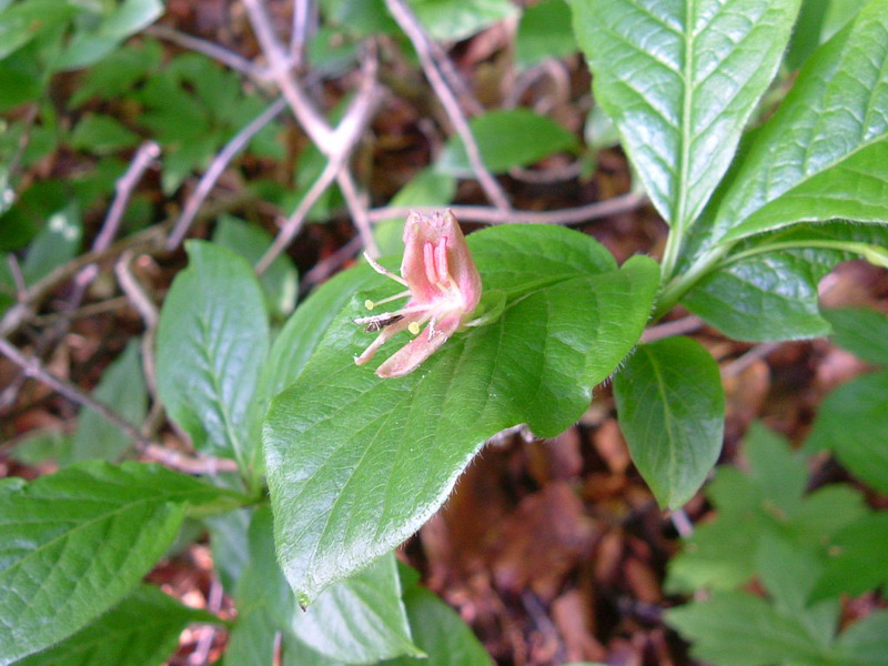 Lonicera alpigena / Madreselva alpina
