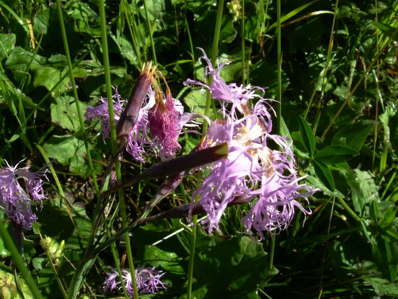 Dianthus superbus / Garofano superbo