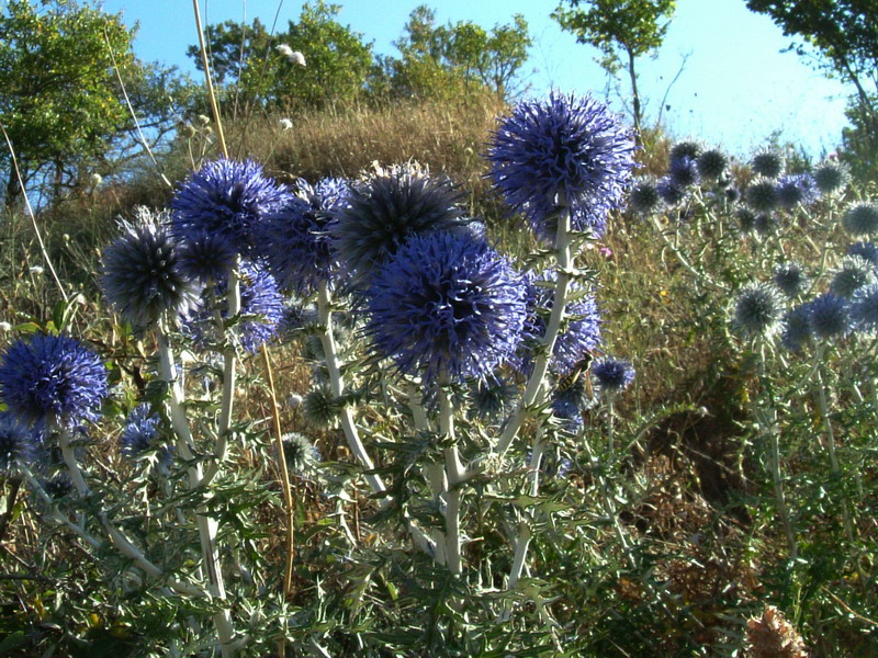 Echinops ritro