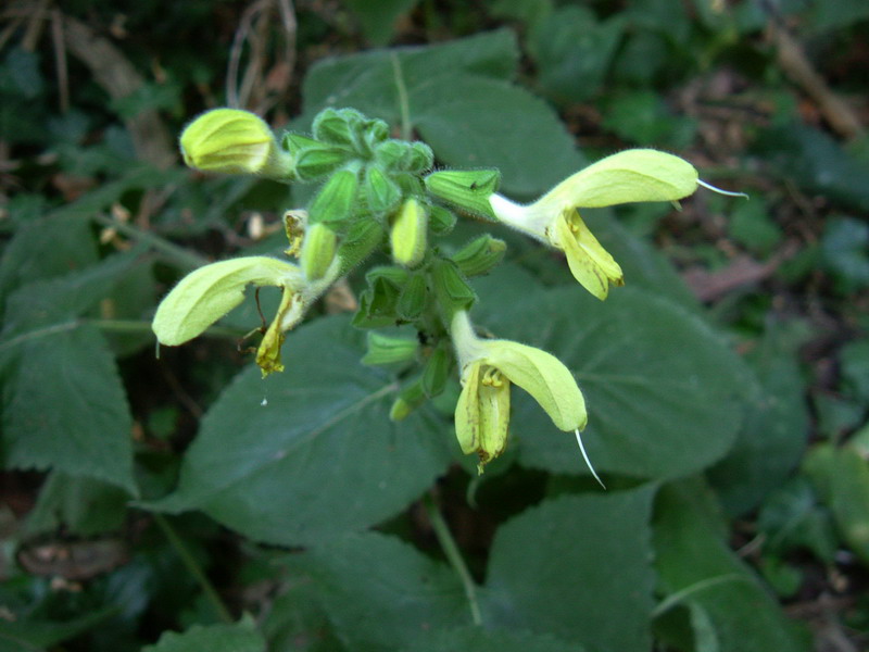 Salvia glutinosa / Salvia vischiosa