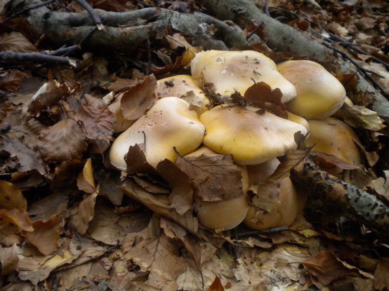 Cortinarius??