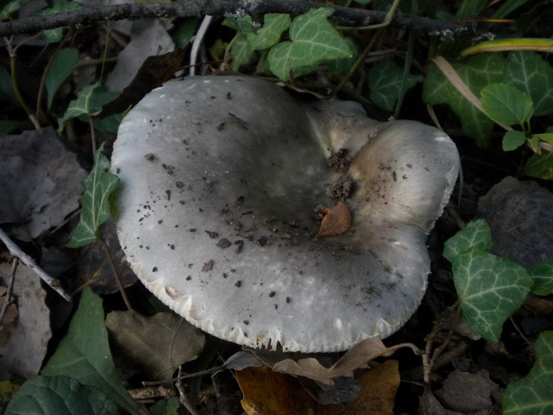 Russula