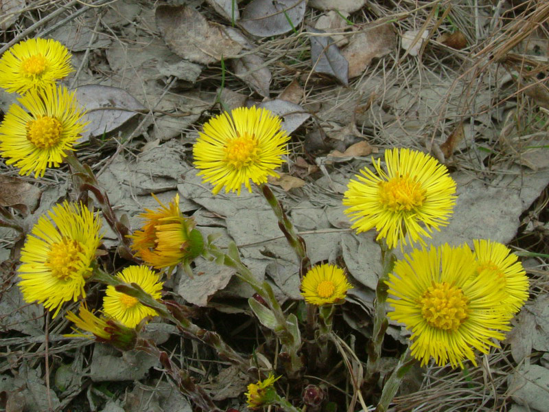 Tussilago farfara / Tossilaggine comune