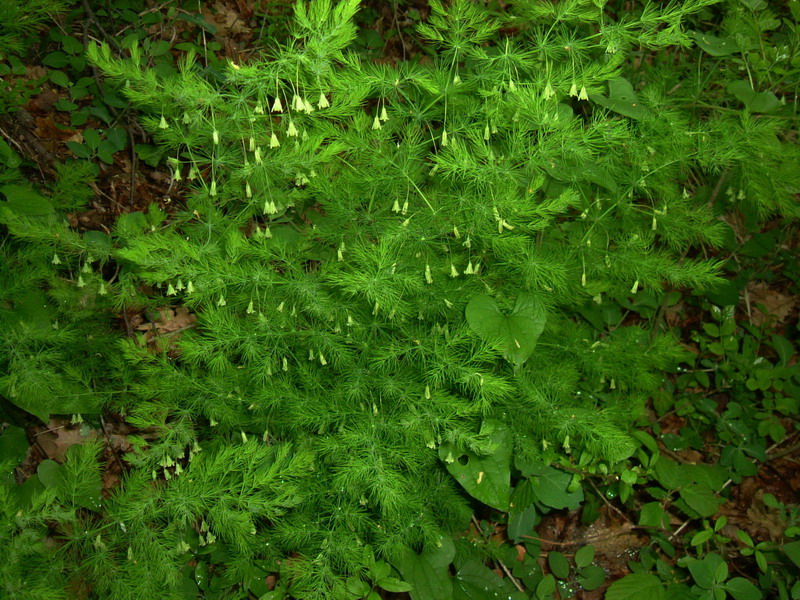 Asparagus tenuifolius / Asparago selvatico