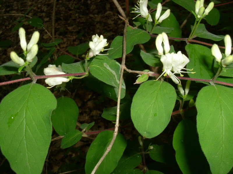 Lonicera nigra