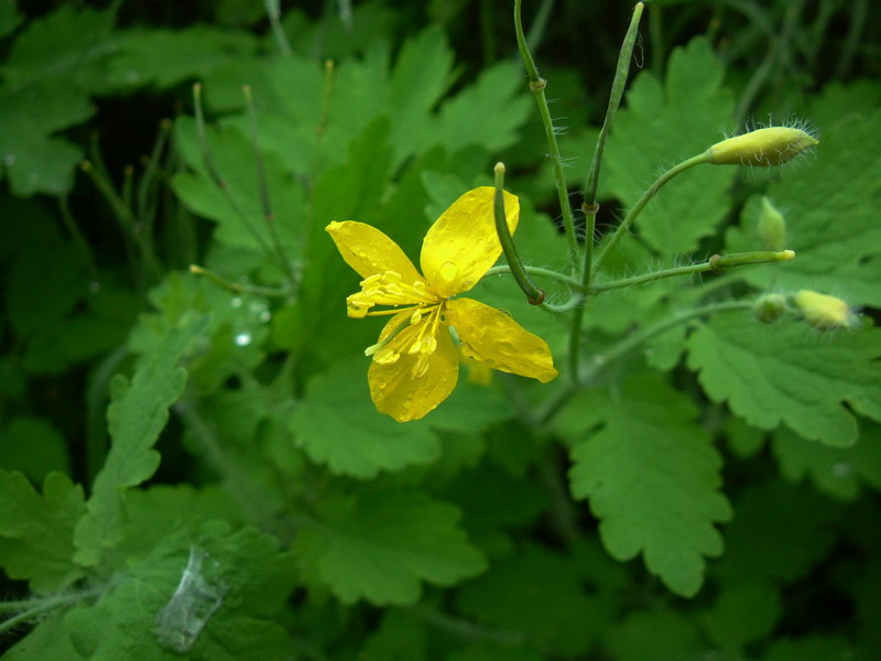 Papaveracea - Chelidonium majus