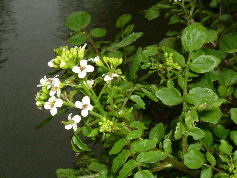 Nasturtium officinale / Crescione d''acqua