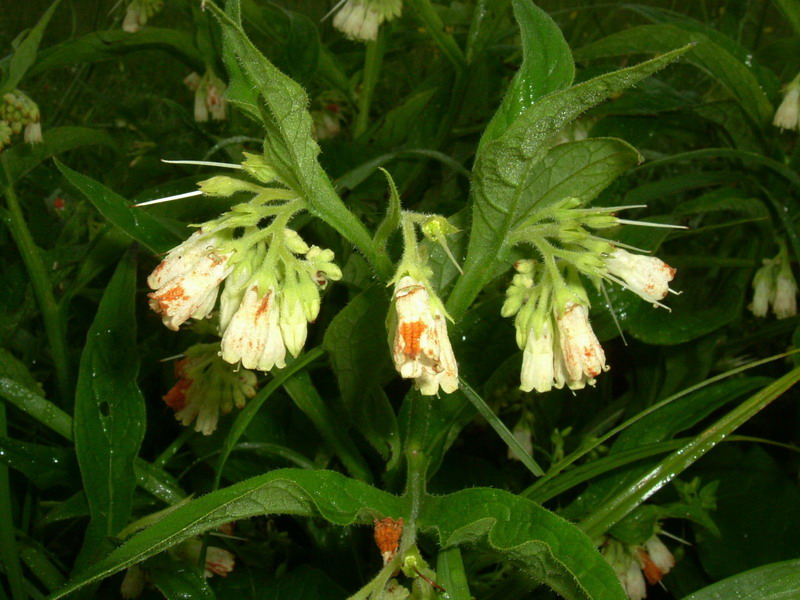 Symphytum officinale / Consolida maggiore