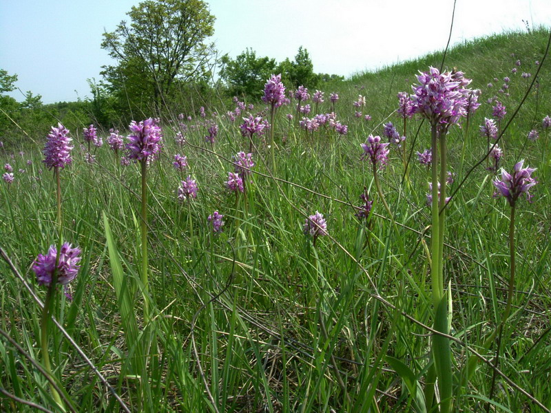 Orchis simia albina