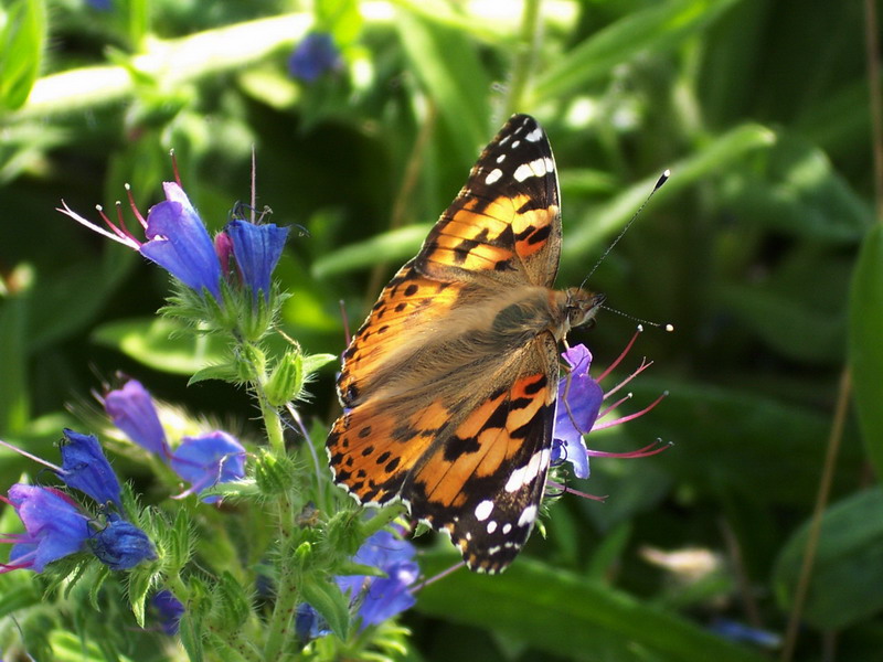 Farfalla1 - Vanessa cardui