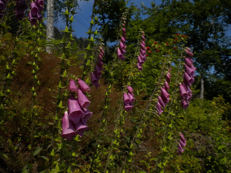 Digitalis purpurea rinselvatichita.