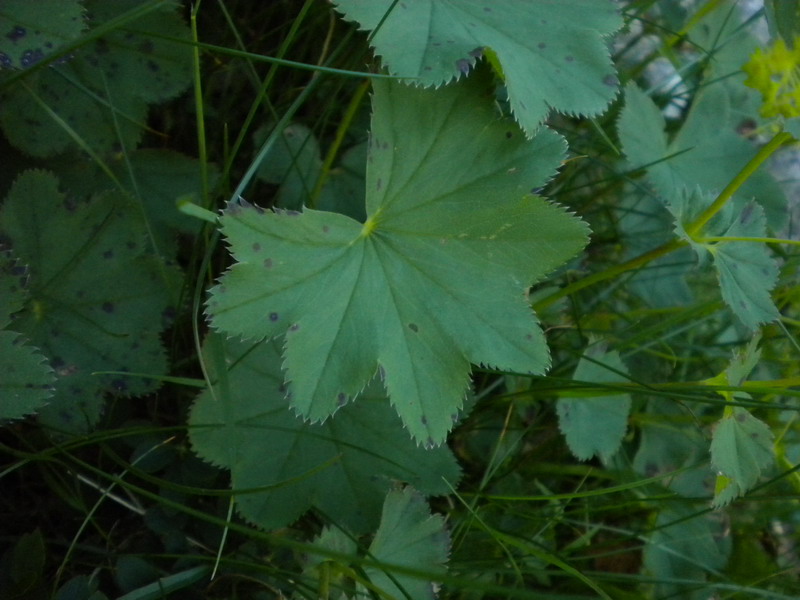 Alchemilla sp. (gruppo vulgaris)