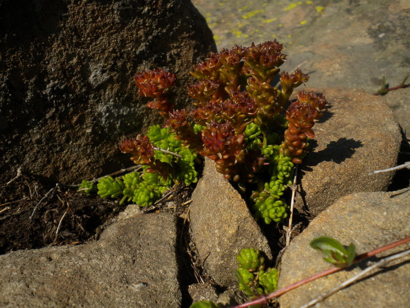 Sedum alpestre / Borracina alpestre