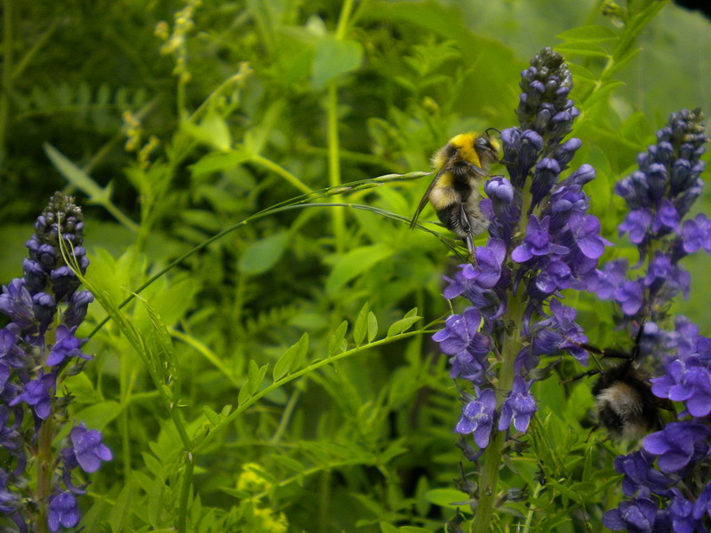 Bombus sp.