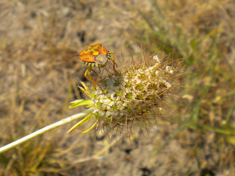 Pentatomidae problematico: Codophila varia dell''Emilia