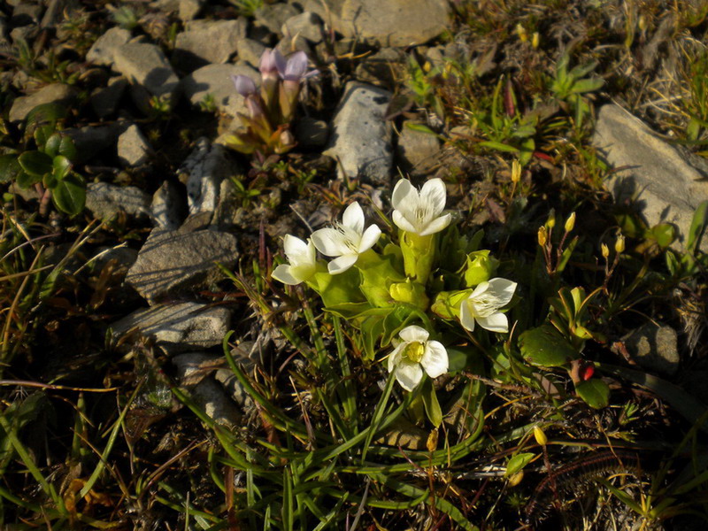 Gentianella campestris