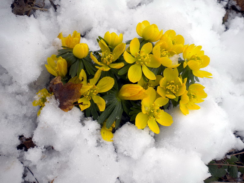 Pi di gallo - Eranthis hyemalis