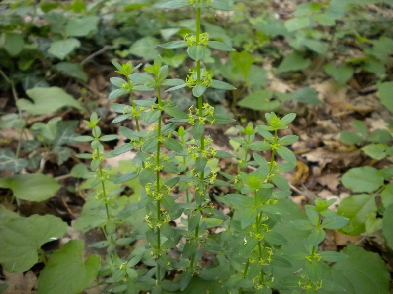 Galium ? - Cruciata glabra