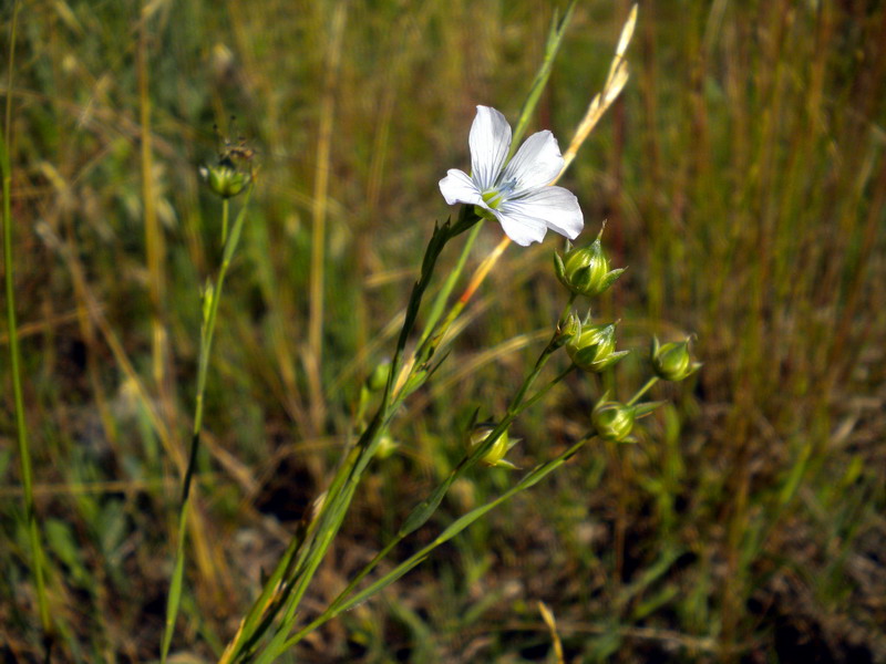 Linum bienne