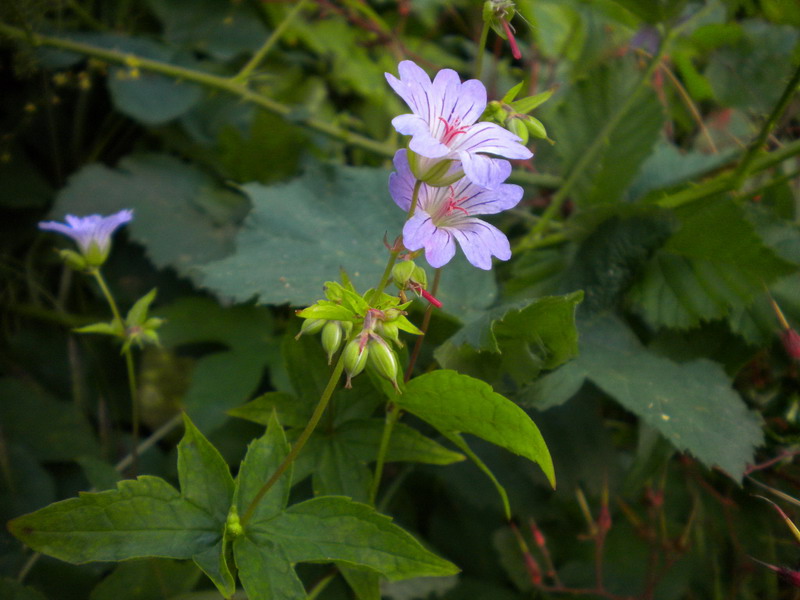 Geranium nodosum / Geranio nodoso