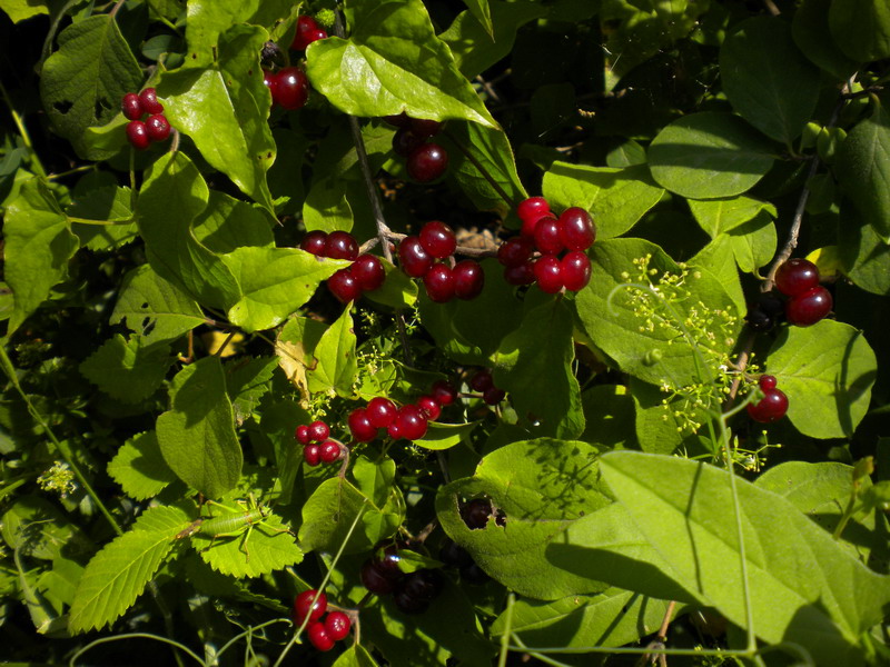 Lonicera xylosteum / Caprifoglio peloso