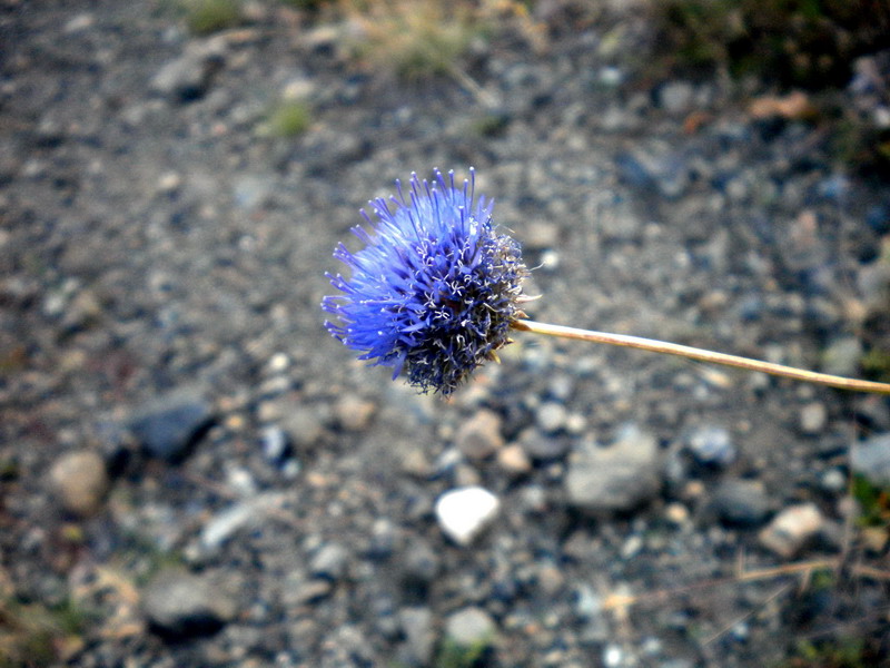 Jasione montana L. su rocce ofiolitiche