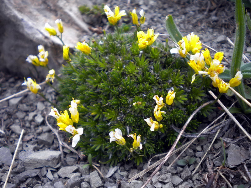 Draba aizoides