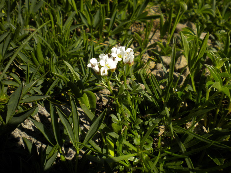 Cardamine sp.