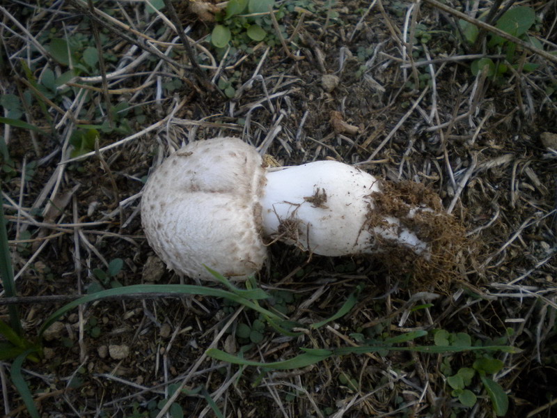 Leucoagaricus
