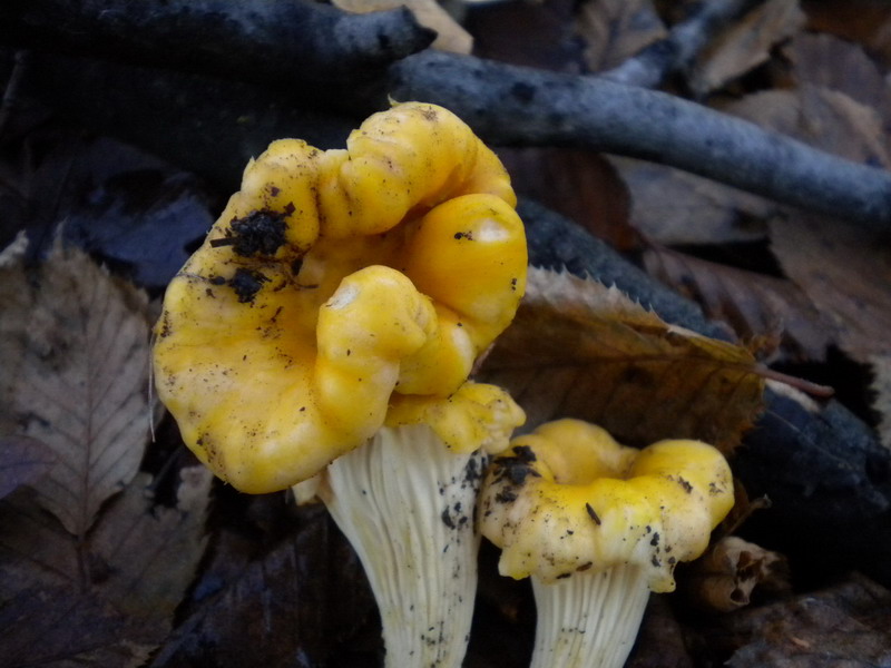 Cantharellus