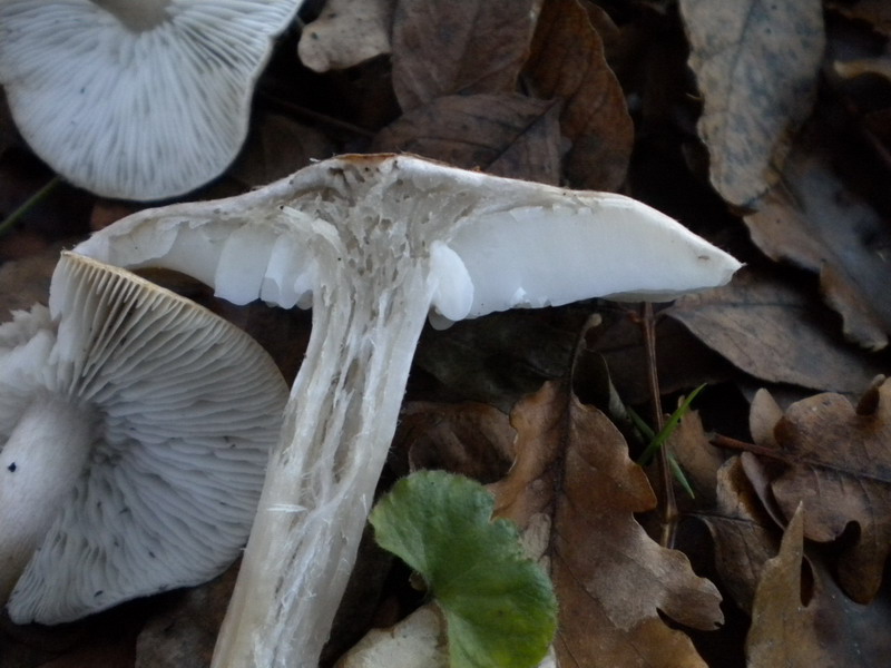 Tricholoma 2