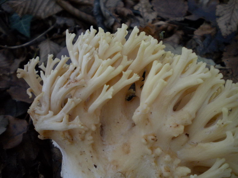 Ramaria