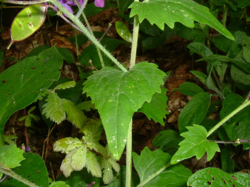 Lunaria annua