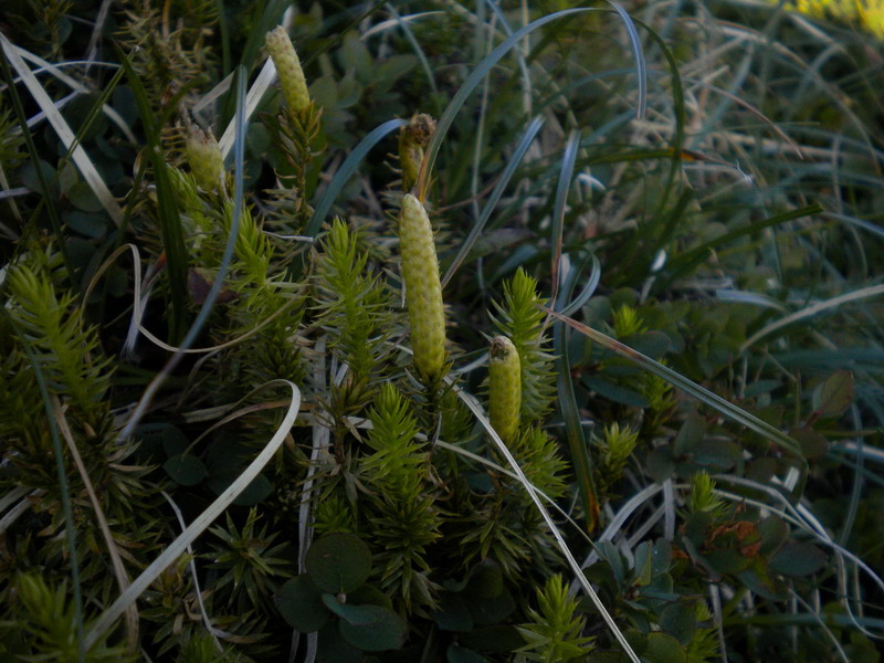 Lycopodium annotinum / Licopodio annotino